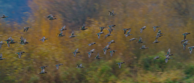 American Wigeon In Flight